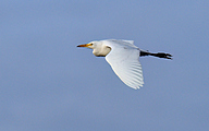 Cattle egret (Bubulcus ibis)